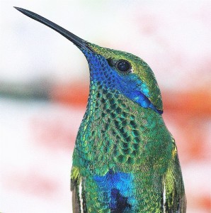 Google Hummingbird Explained